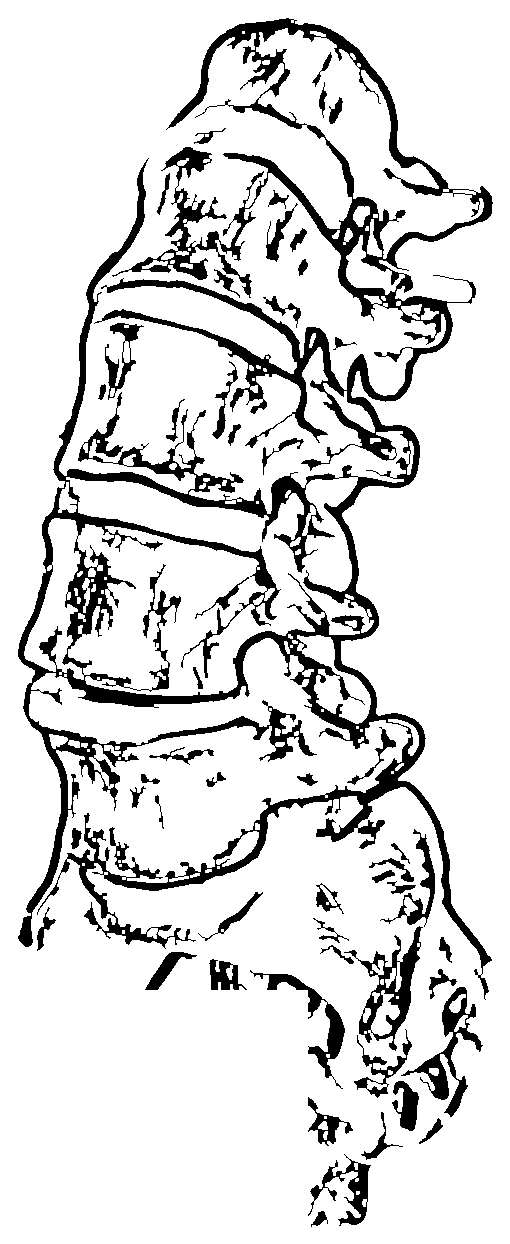 Illustration d'une colonne vertébrale